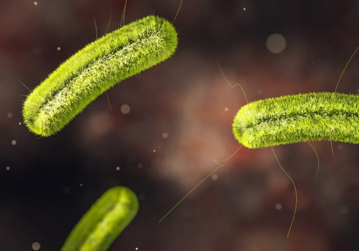 Science Photo of bacteria listeria infection is a food-borne bacterial illness that can be very serious for pregnant women, people older than 65 and people with weakened immune systems 3d rendering